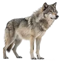 Imagen PNG para descargar